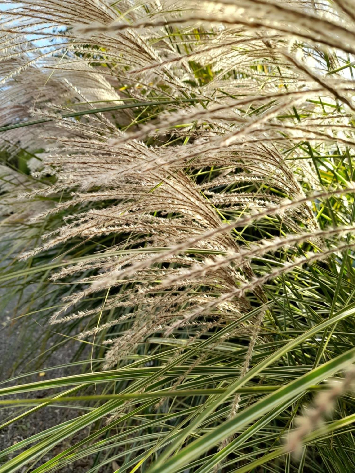 Chambre Dans Un Ecrin De Verdure Angrie Dış mekan fotoğraf